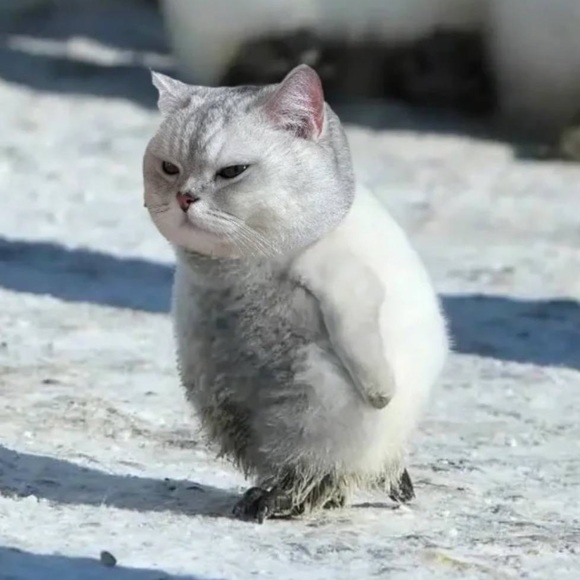 Meet your Posher, Sun - Picture 1 of 1